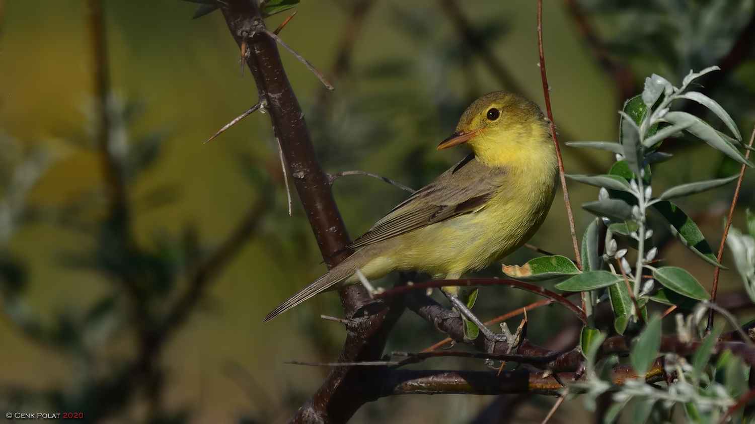 Icterine Warbler